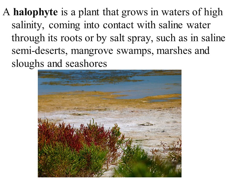 A halophyte is a plant that grows in waters of high salinity, coming into